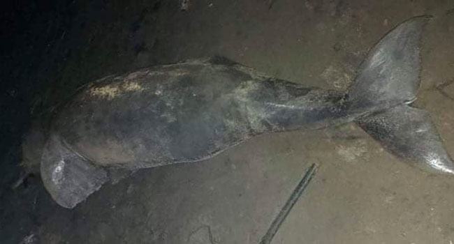 তুরাগ নদে ভেসে উঠলো মৃত ডলফিন