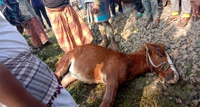 ট্রেনের ধাক্কায় মারা গেলো সখের ঘোড়া