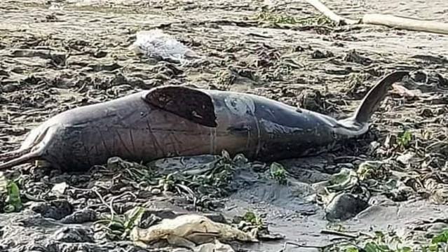 সাভারে তুরাগ নদীতে ১২ ঘণ্টার ব্যবধানে আরেকটি মৃত ডলফিন