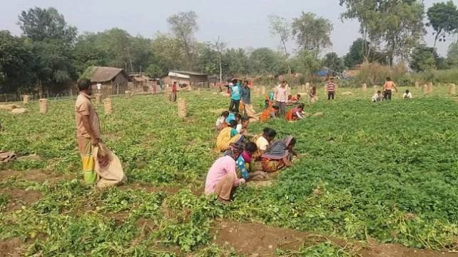 আলুর উৎপাদন খরচ ১০ বিক্রি ৮ টাকা কেজি