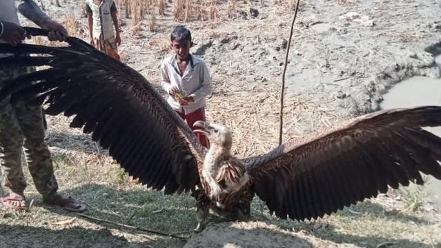 কুয়াকাটায় কৃষকের ধানক্ষেত থেকে বিরল প্রজাতির শকুন উদ্ধার