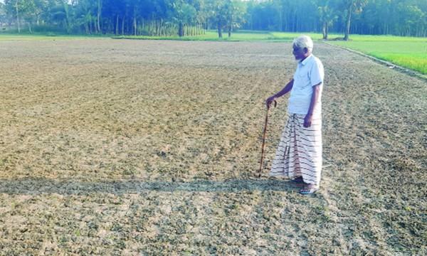 সালথায় পেঁয়াজের চারায় বিষাক্ত কীটনাশক