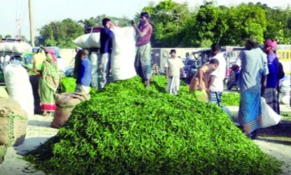 মরিচের দাম নেই, বিপাকে জামালপুরের চাষিরা