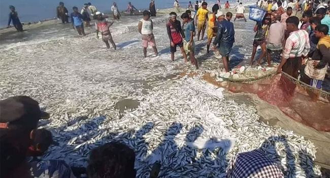 সাগরে এত পরিমাণ মাছ ধরা পড়ছে কেন?