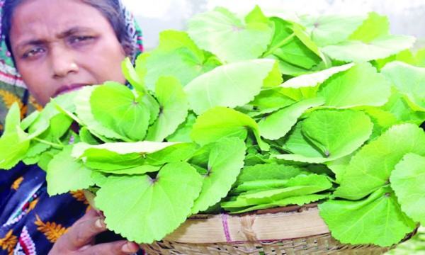 লাফা শাকের ঝোল