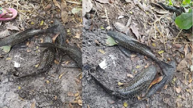 লালমোহনের পুকুরেও পাওয়া গেলো ‘সাকার ফিশ’