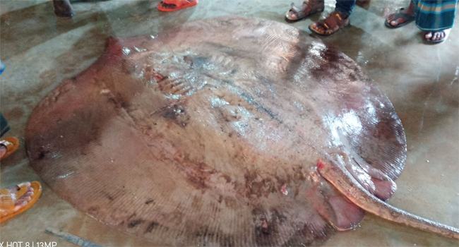 সাগরে ধরা পড়ল ৭ মণ ওজনের ‘শাপলা পাতা’ মাছ