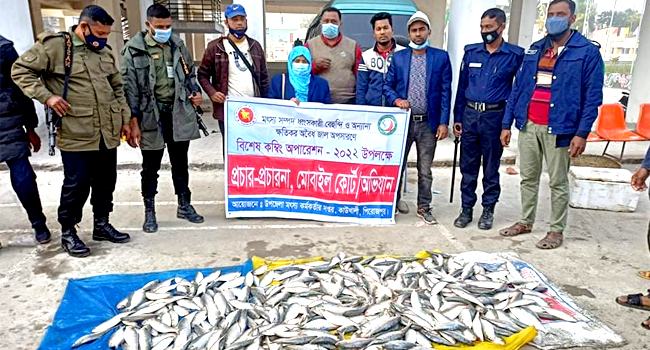 কাউখালীতে ১১০ কেজি জাটকা ইলিশ জব্দ