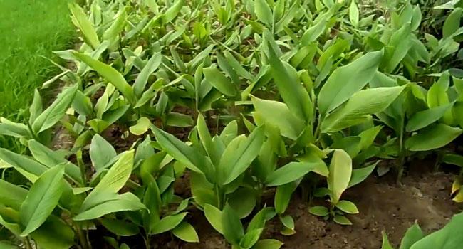 হলুদের ক্ষেতে যুবকের অর্ধগলিত লাশ