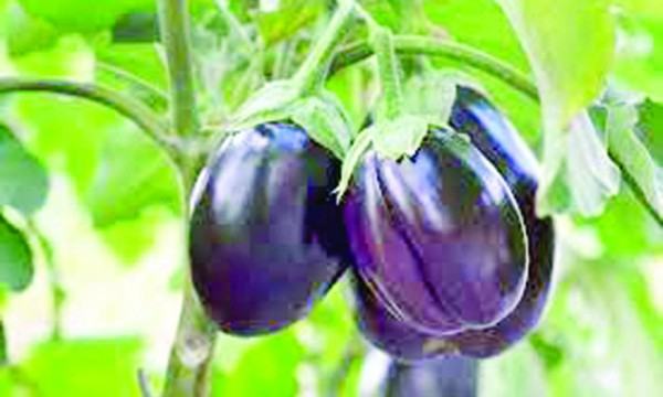 বেগুন - ২
