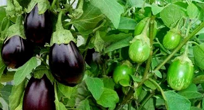 কৃষিকাজ করেই কোটিপতি, ২ গাছে ১ মণ বেগুন