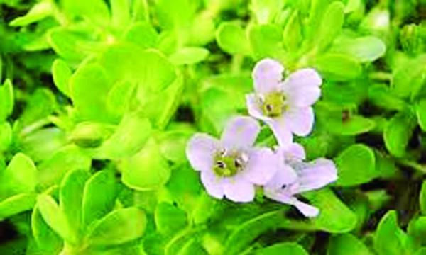 ব্রাম্মী কী – ১