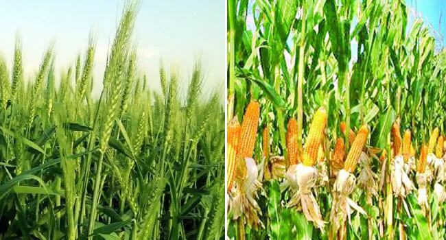 ঠাকুরগাঁওয়ে গমের জায়গা নিচ্ছে ভুট্টা