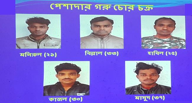মাগুরায় চোরাই গরু ও ট্রাকসহ ৫ চোর গ্রেফতার