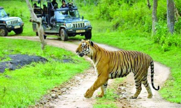 বান্দিপুর জাতীয় উদ্যান