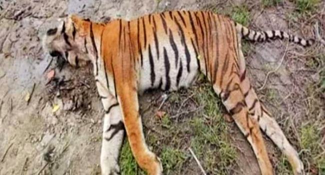 সুন্দরবনে খাল থেকে আবারো মৃত বাঘ উদ্ধার
