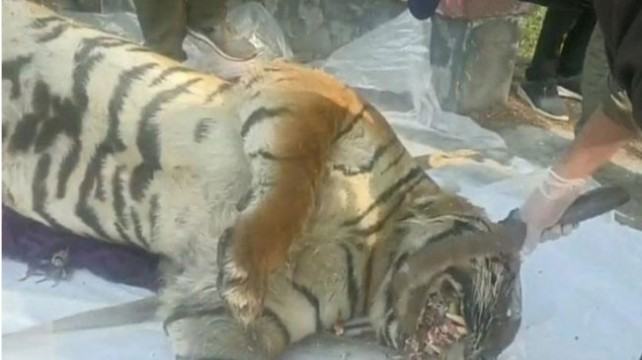 সুন্দরবনে উদ্ধার হওয়া মৃত বাঘটির ময়নাতদন্ত সম্পন্ন