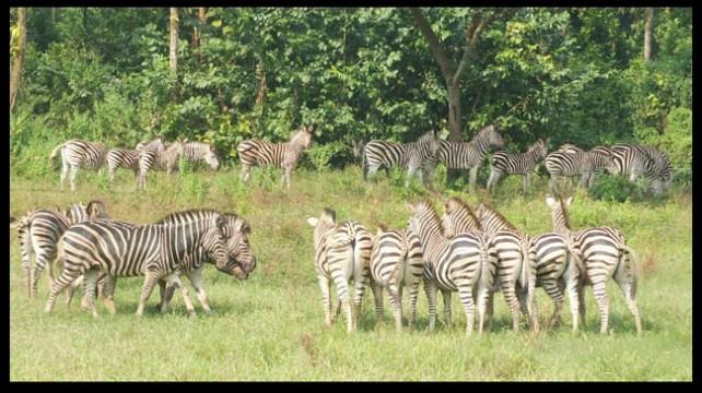 সাফারি পার্কে আরো এক জেব্রার মৃত্যু