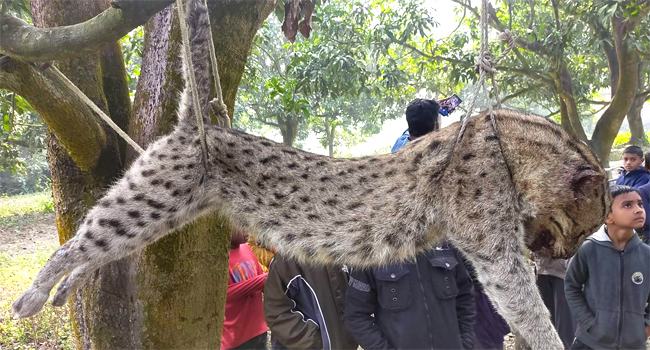 নাটোরে মেছো বাঘকে পিটিয়ে হত্যা