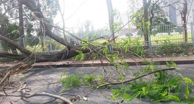 চকরিয়ায় মাথায় গাছ পড়ে শ্রমিকের করুণ মৃত্যু