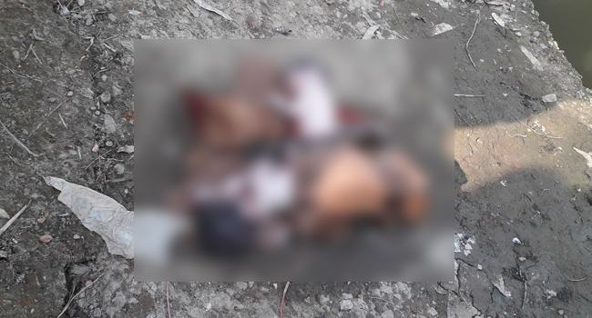নালিতাবাড়ীতে কাটুনে মোড়ানো দুই নবজাতকের লাশ উদ্ধার