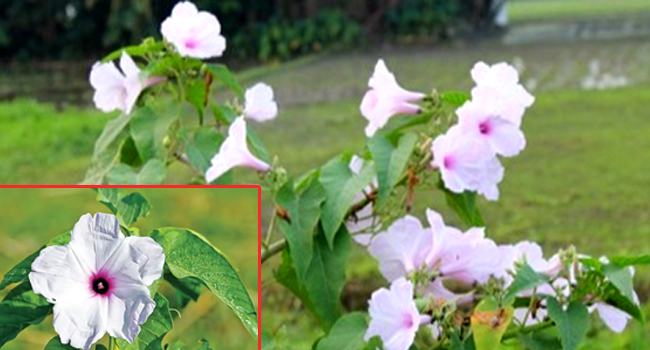 বিলুপ্তির পথে দৃষ্টিনন্দন ঢোলকলমি গাছ