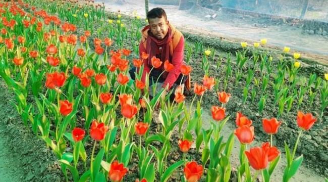 টিউলিপের বাংলাজয়ের গল্প