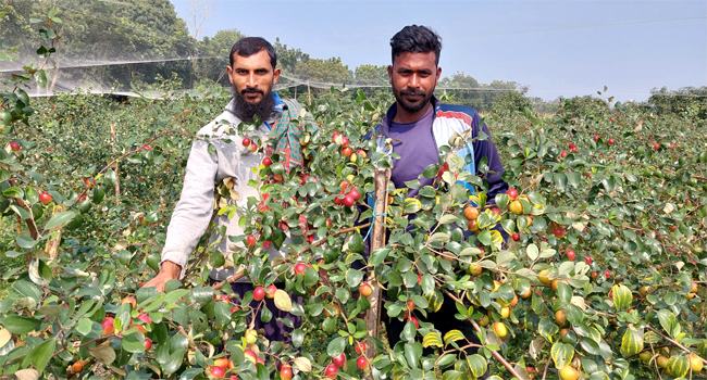 দামুড়হুদায় ‘সুন্দরী’ কুলচাষে স্বাবলম্বী তরুণ-যুবারা