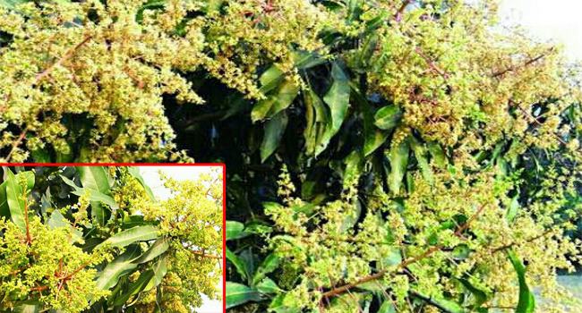 গাছে গাছে সোনালি আমের মুকুল, সৌরভ ছড়াচ্ছে বাতাসে