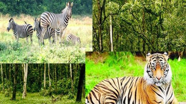 সাফারি পার্কে জিরাফ এবং বাঘের মৃত্যু