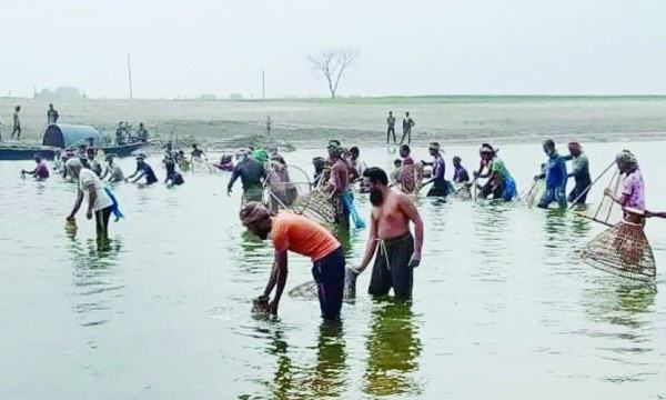 লালপুরে পদ্মায় চলছে পলো দিয়ে মাছ ধরা উৎসব