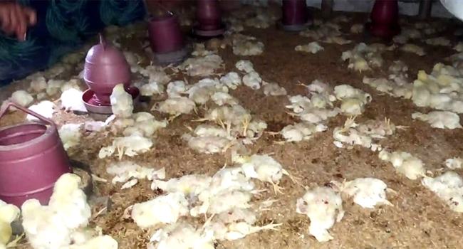 কু-প্রস্তাবে রাজি না হওয়ায় মুরগী খামারের ৬০০ বাচ্চা মেরে ফেলল বখাটেরা