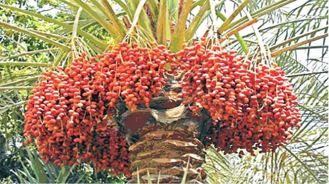 ইসলামী ঐতিহ্যের স্মারক খেজুর