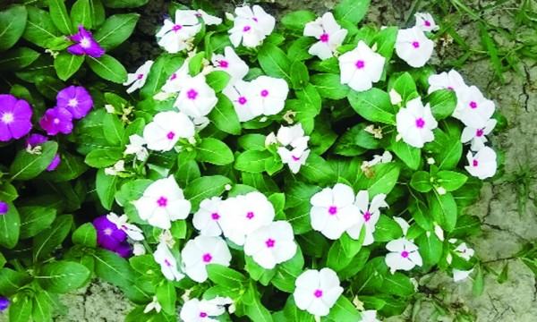 নয়নতারার কথা