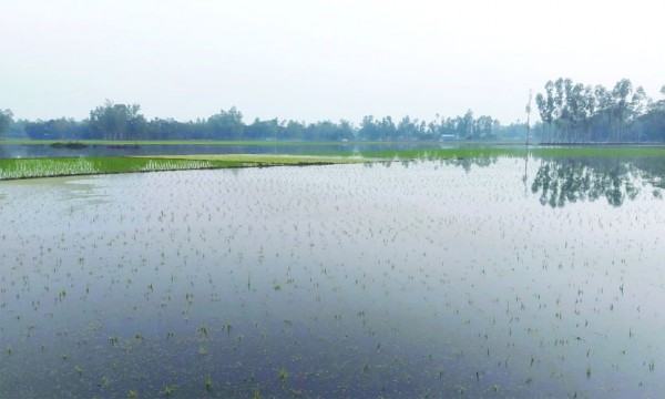গাইবান্ধায় বৃষ্টিতে তলিয়ে হাজার একর বোরো আবাদ