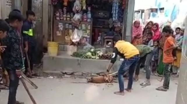 ফতুল্লা একটি বেওয়ারিশ কুকুরকে পিটিয়ে হত্যার ঘটনায় মামলা