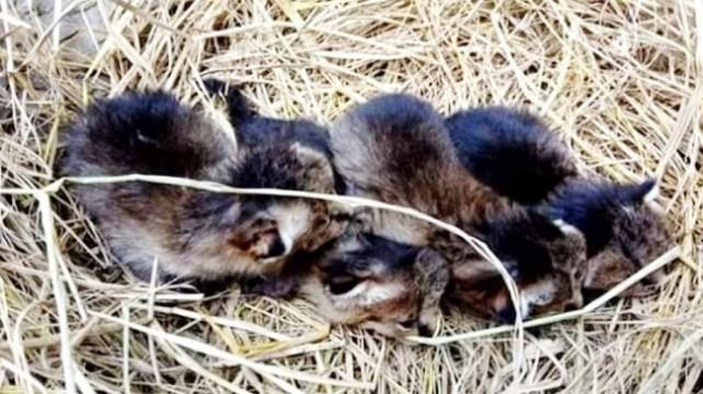 বোরহানউদ্দিনে লাকড়ির ঘরে মেছো বাঘের শাবক