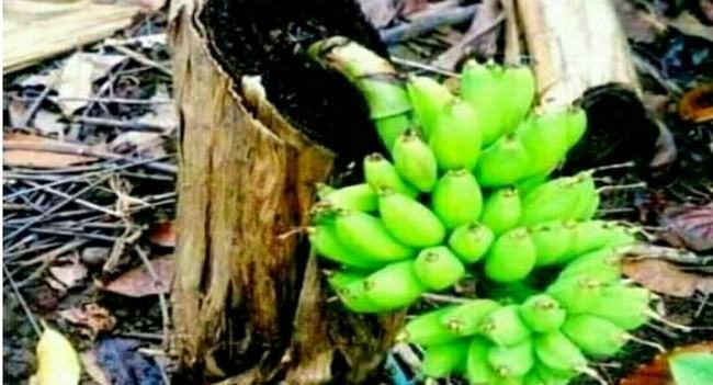 কিশোরগঞ্জে মরা গাছে কলার ছড়ি !