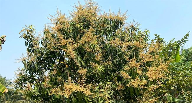 মিরসরাইয়ে বসন্ত-বাতাসে দুলছে আমের সোনালি মুকুল