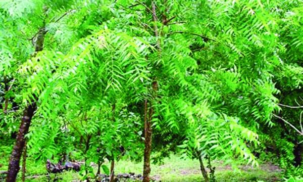 নিম বৃত্তান্ত