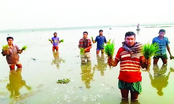 নওগাঁয় তলিয়ে গেছে কয়েক হাজার বিঘা জমির ধান