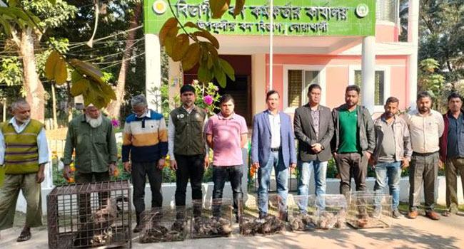 নোয়াখালীতে কালোবাজারে বিক্রিকালে উদ্ধার ৪৫ ঘুঘু