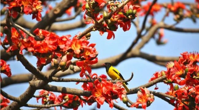 বসন্তের আগমনে উষ্ণ আবহাওয়ার পূর্বাভাস