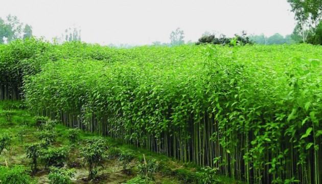 পাটবীজে কাটছে না ভারত নির্ভরতা