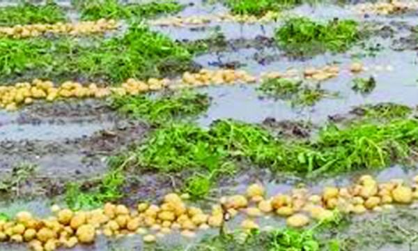 আলুচাষিদের মাথায় হাত