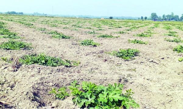 মিরসরাইয়ে দেশী-বিদেশী ৮ জাতের তরমুজ