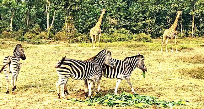 বঙ্গবন্ধু সাফারি পার্কের প্রাণীদের রক্ষায় সতর্ক কর্তৃপক্ষ