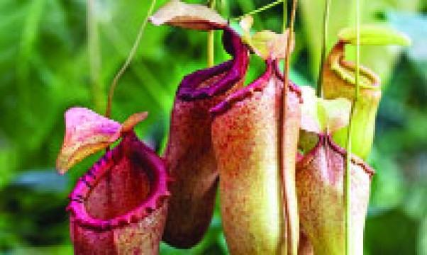 আমিষখেকো গাছ