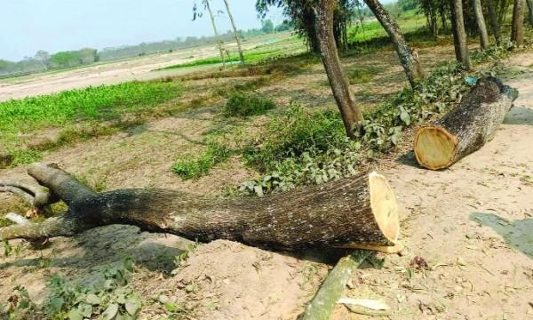 বালিয়াডাঙ্গীতে সরকারি রাস্তার গাছ কর্তন