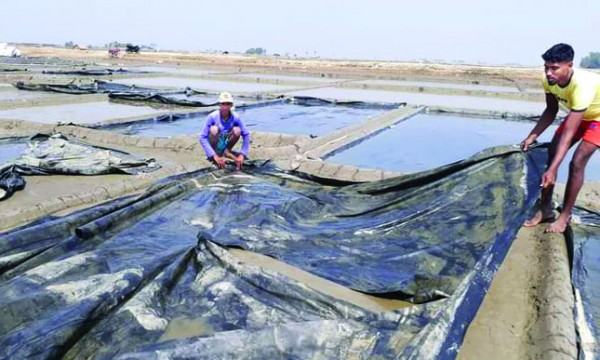 চকরিয়ায় লবণ-বেডের সর্বনাশ : দিশেহারা চাষি